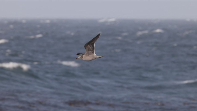 Heermann's Gull - ML497958301