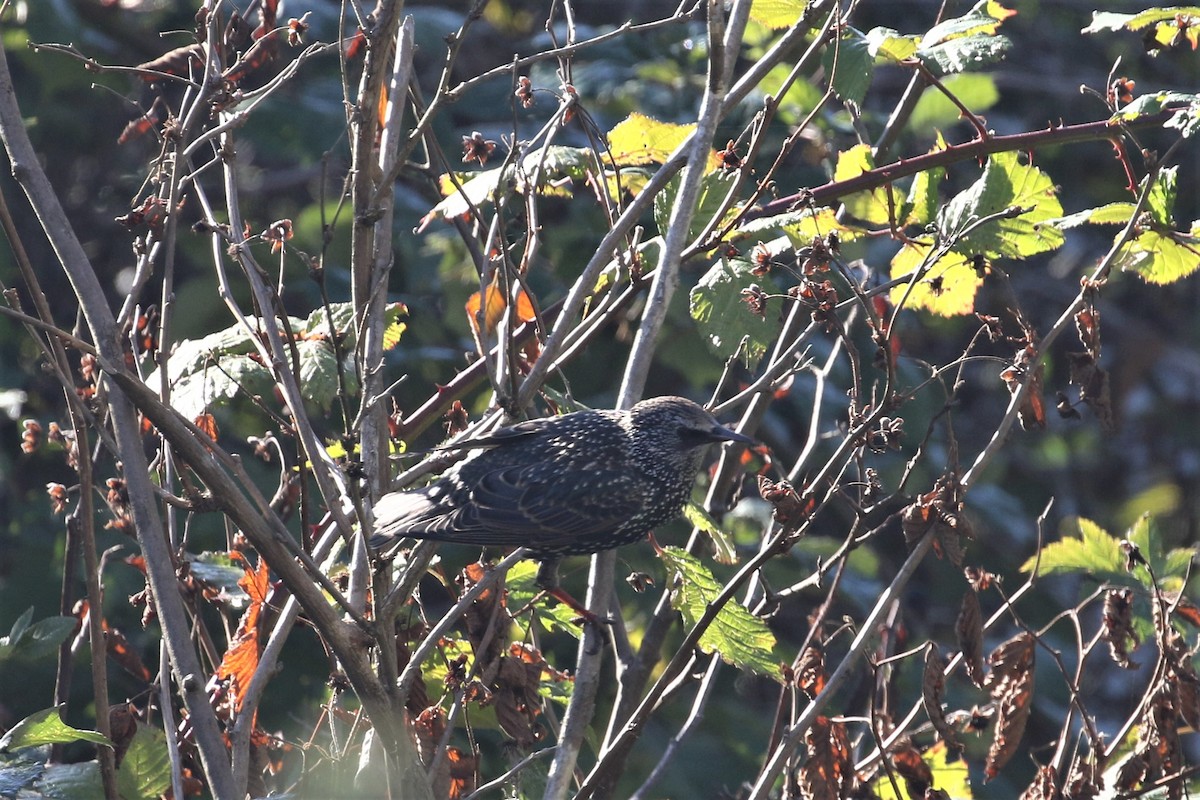 European Starling - John F. Gatchet