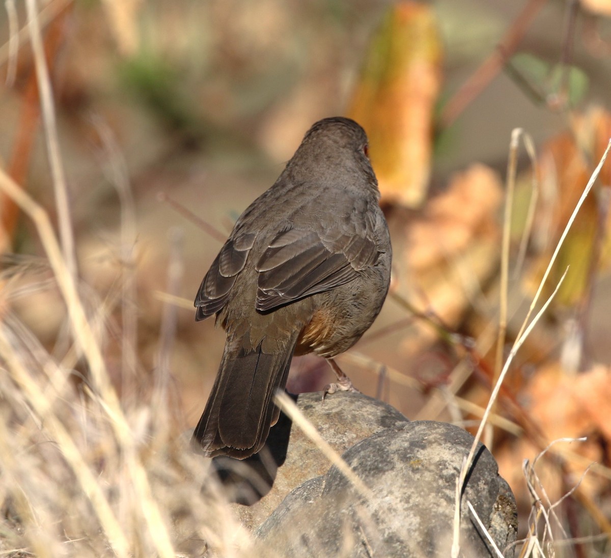 California Towhee - ML497959311