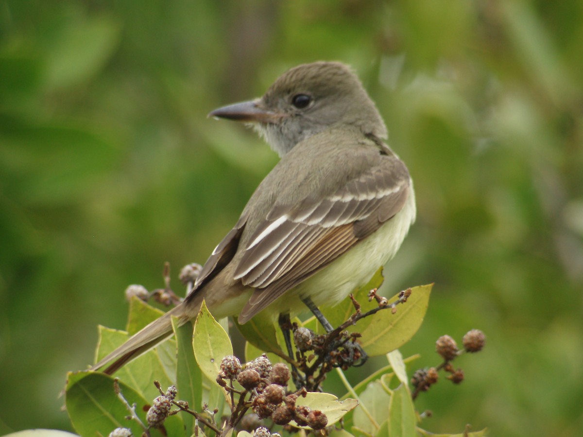 Great Crested Flycatcher - ML497960981