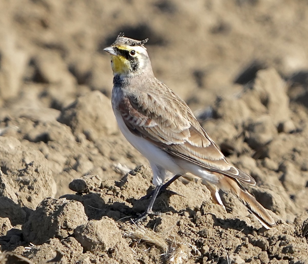 Horned Lark - ML497961341