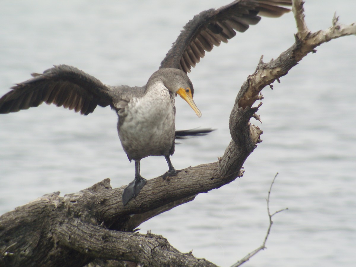 Double-crested Cormorant - ML497961381