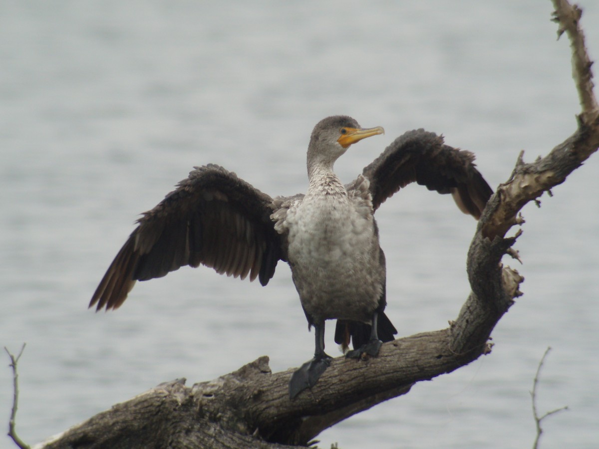 Double-crested Cormorant - ML497961391