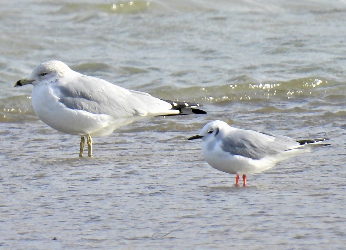 Bonaparte's Gull - ML497961801