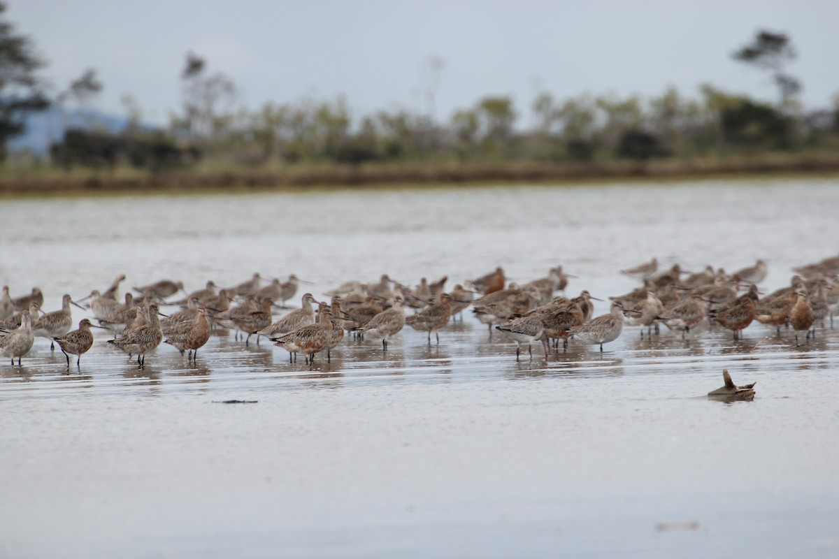 Bar-tailed Godwit - Mig kemp