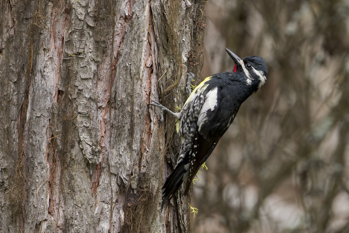 Williamson's Sapsucker - Blair Dudeck