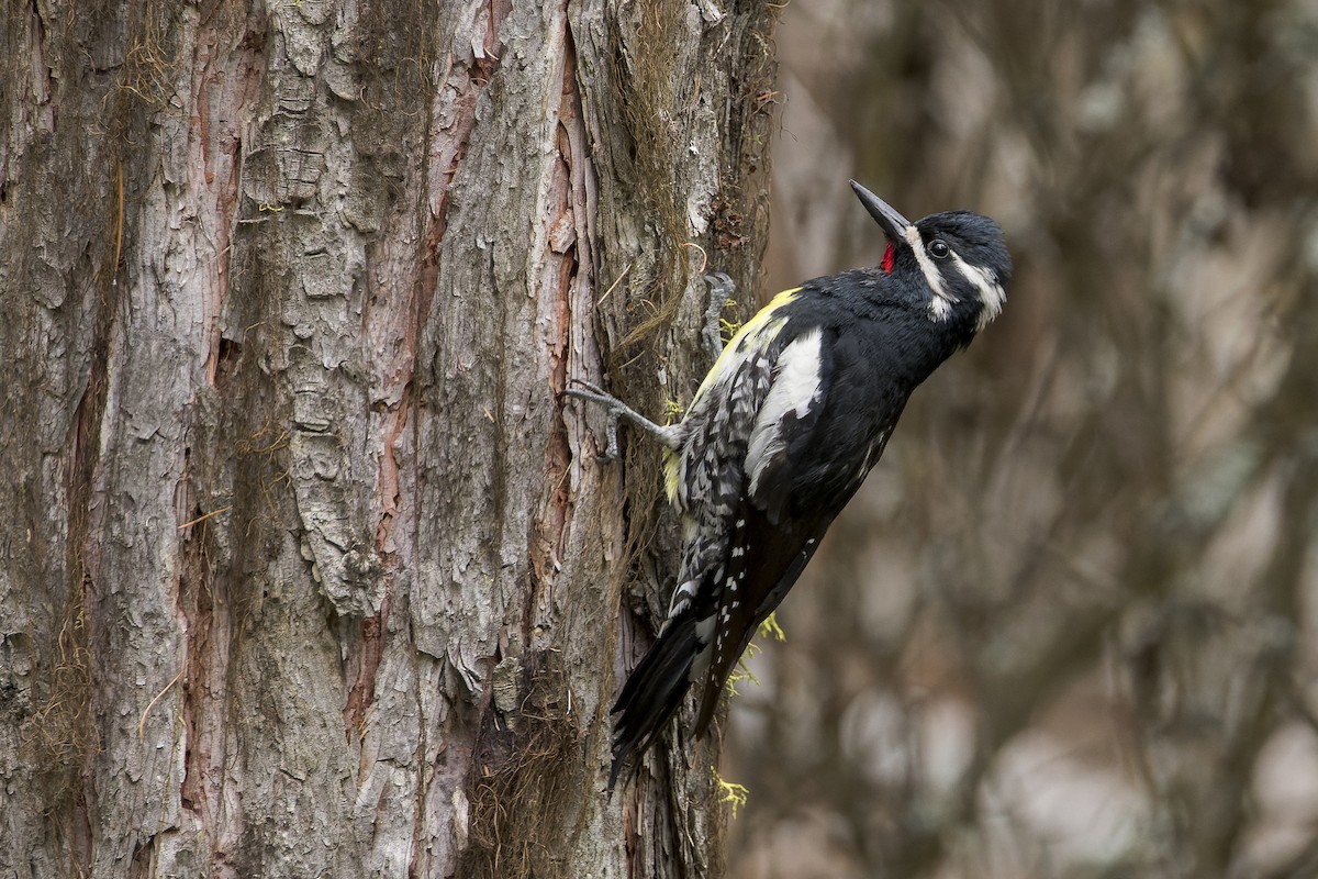 Williamson's Sapsucker - ML497962121