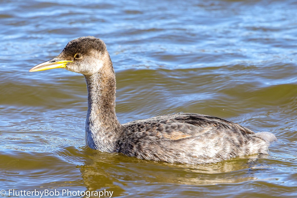 Red-necked Grebe - Bob Harden