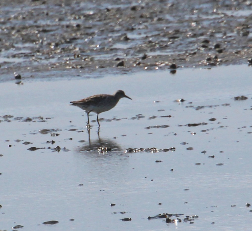 Sharp-tailed Sandpiper - ML49796271