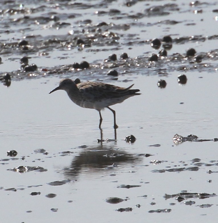 Pectoral Sandpiper - ML49796311