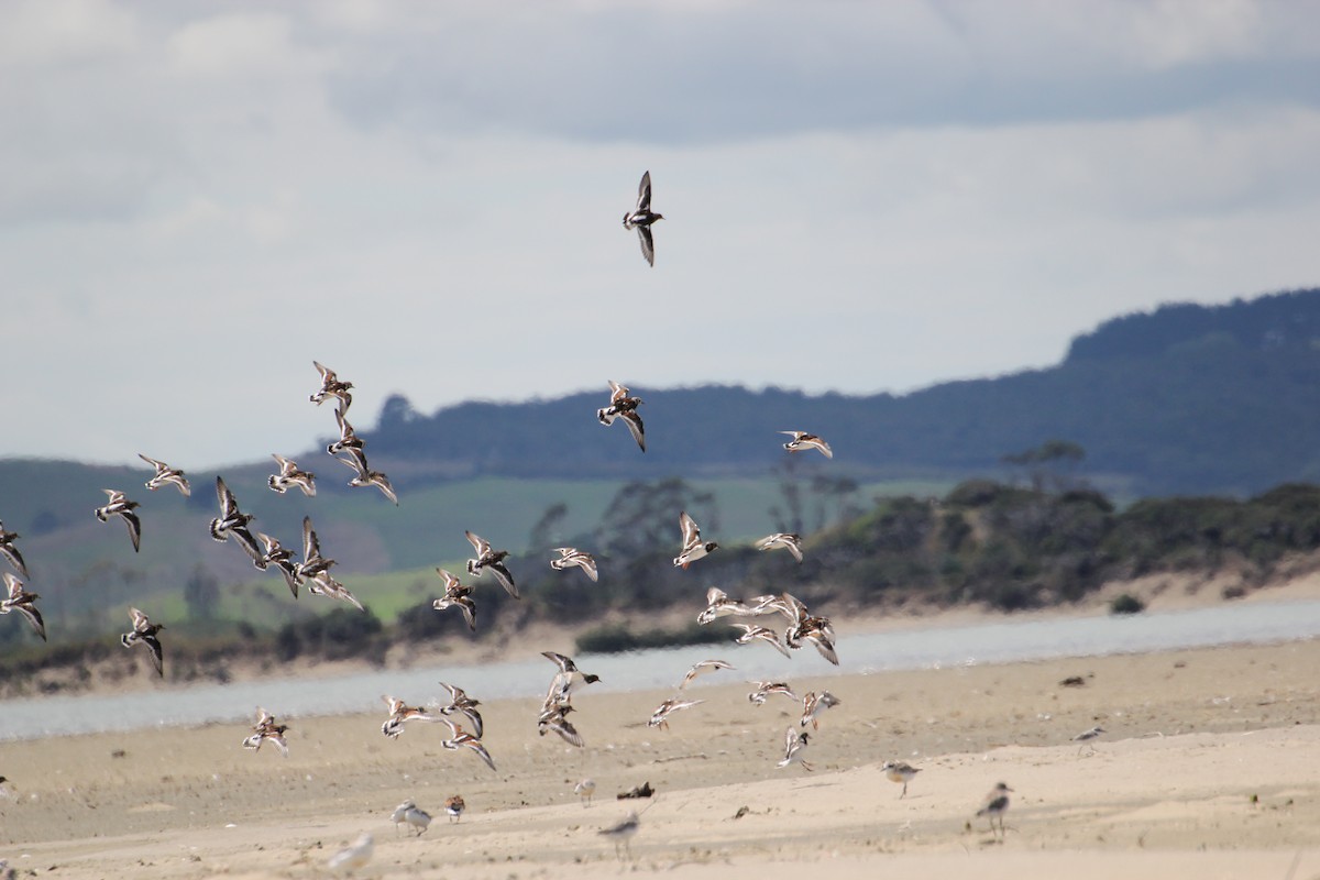 Ruddy Turnstone - ML49796361