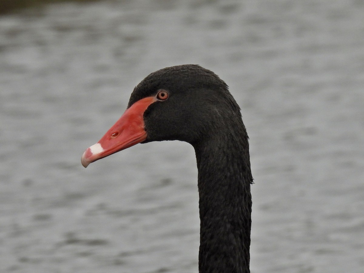 Cigno nero - ML497964511