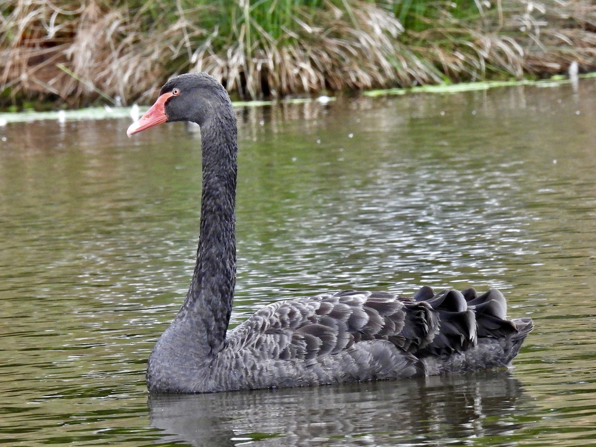 Cigno nero - ML497964521