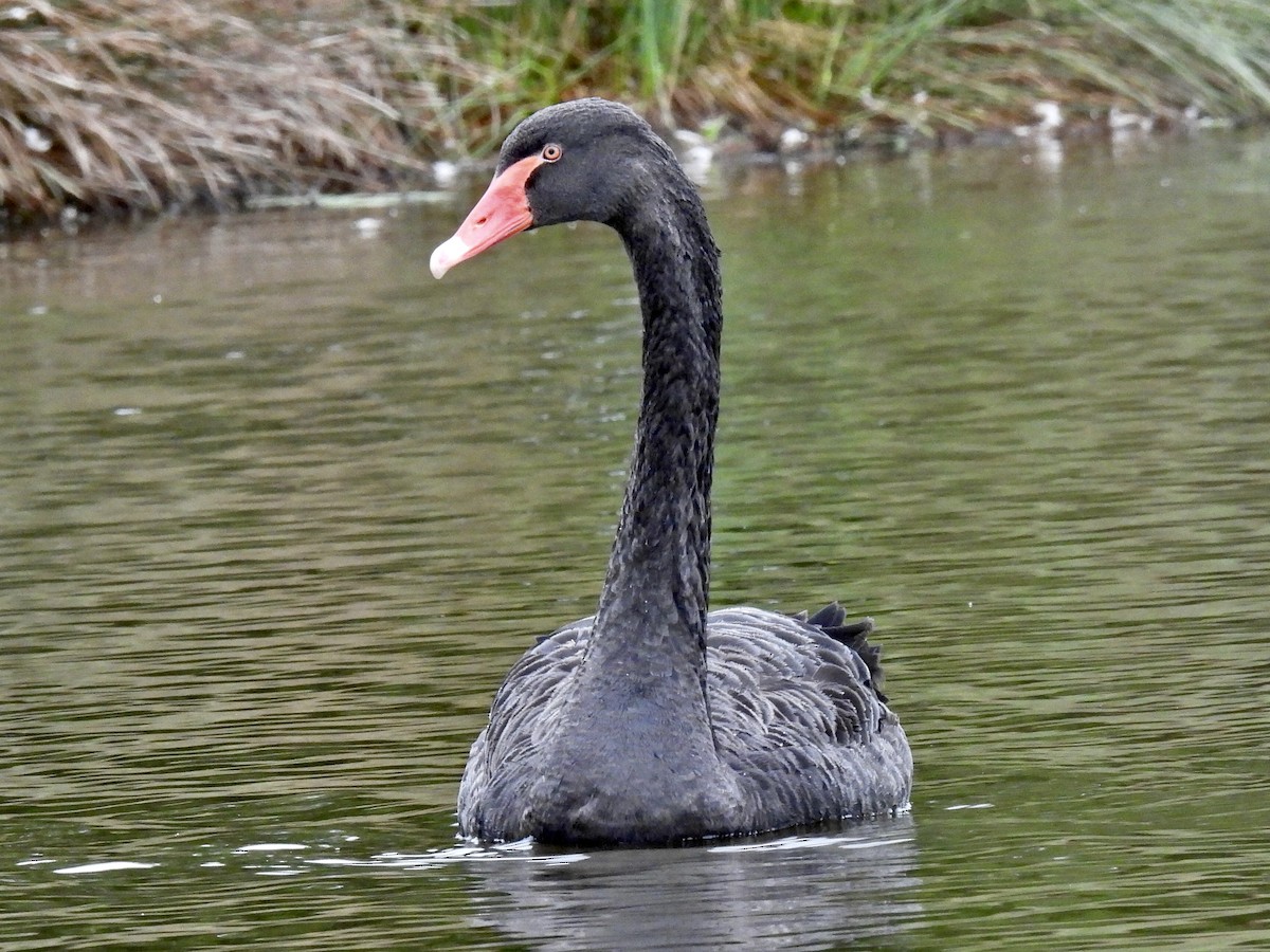 Cigno nero - ML497964531