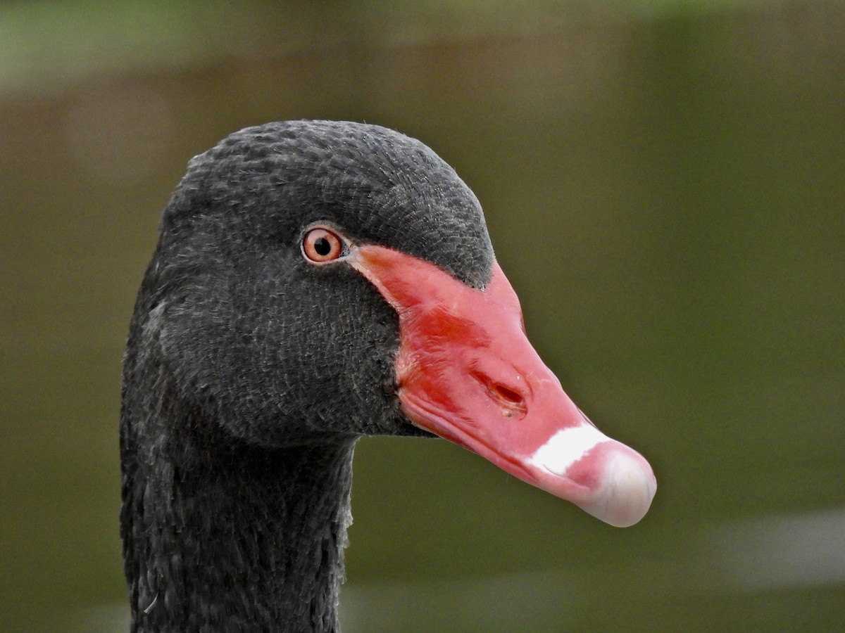 Cigno nero - ML497964571