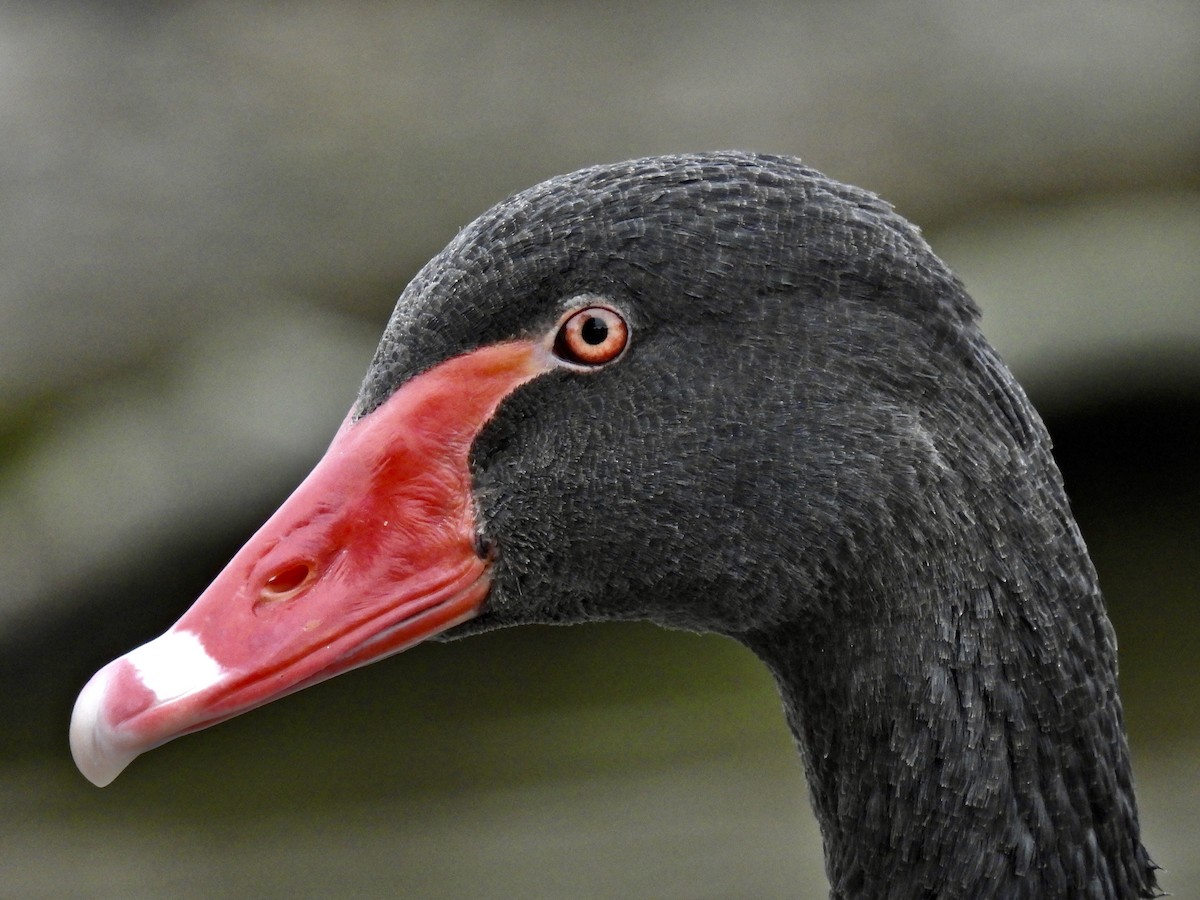 Cigno nero - ML497964581