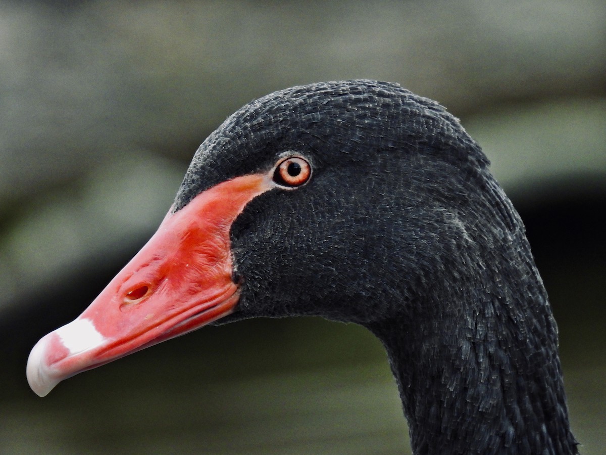 Cigno nero - ML497964591