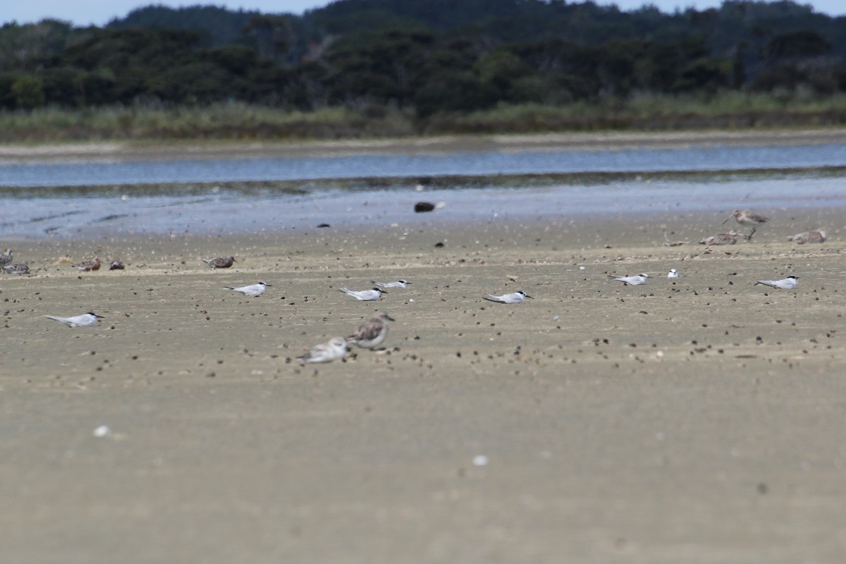 Little Tern - ML49796521