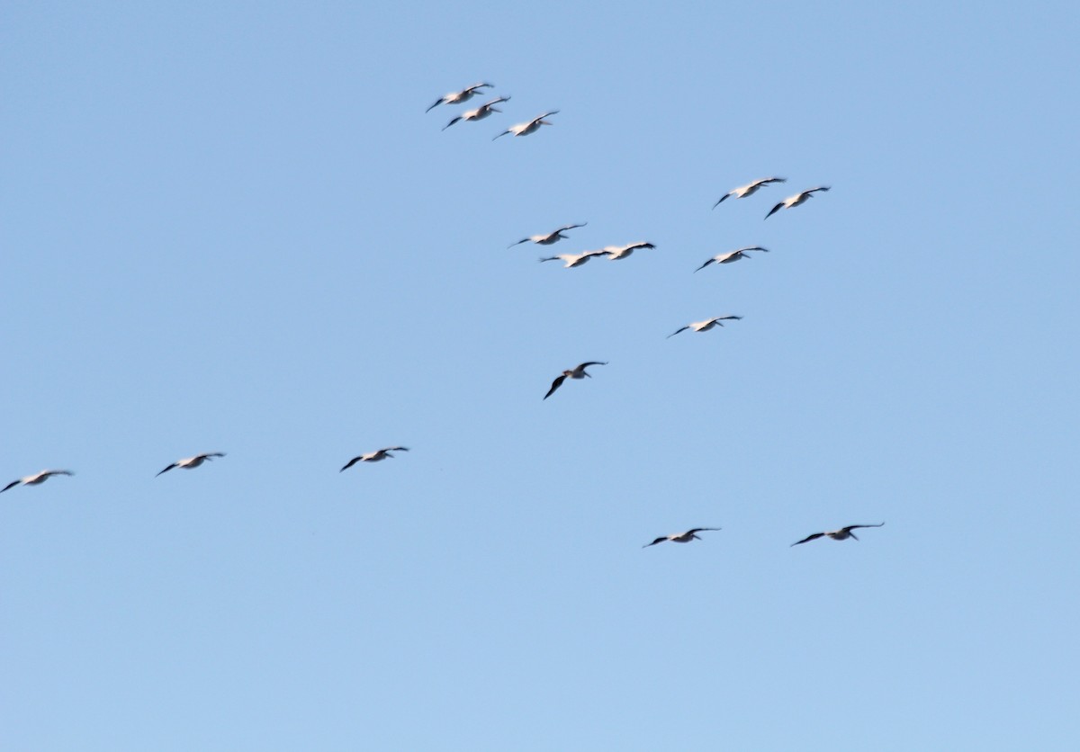 American White Pelican - ML497965321