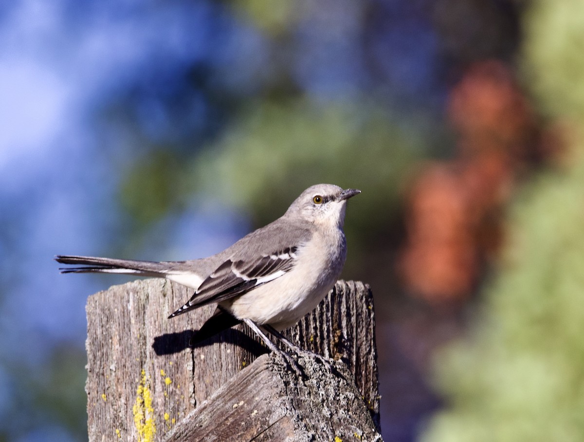 Northern Mockingbird - ML497965611