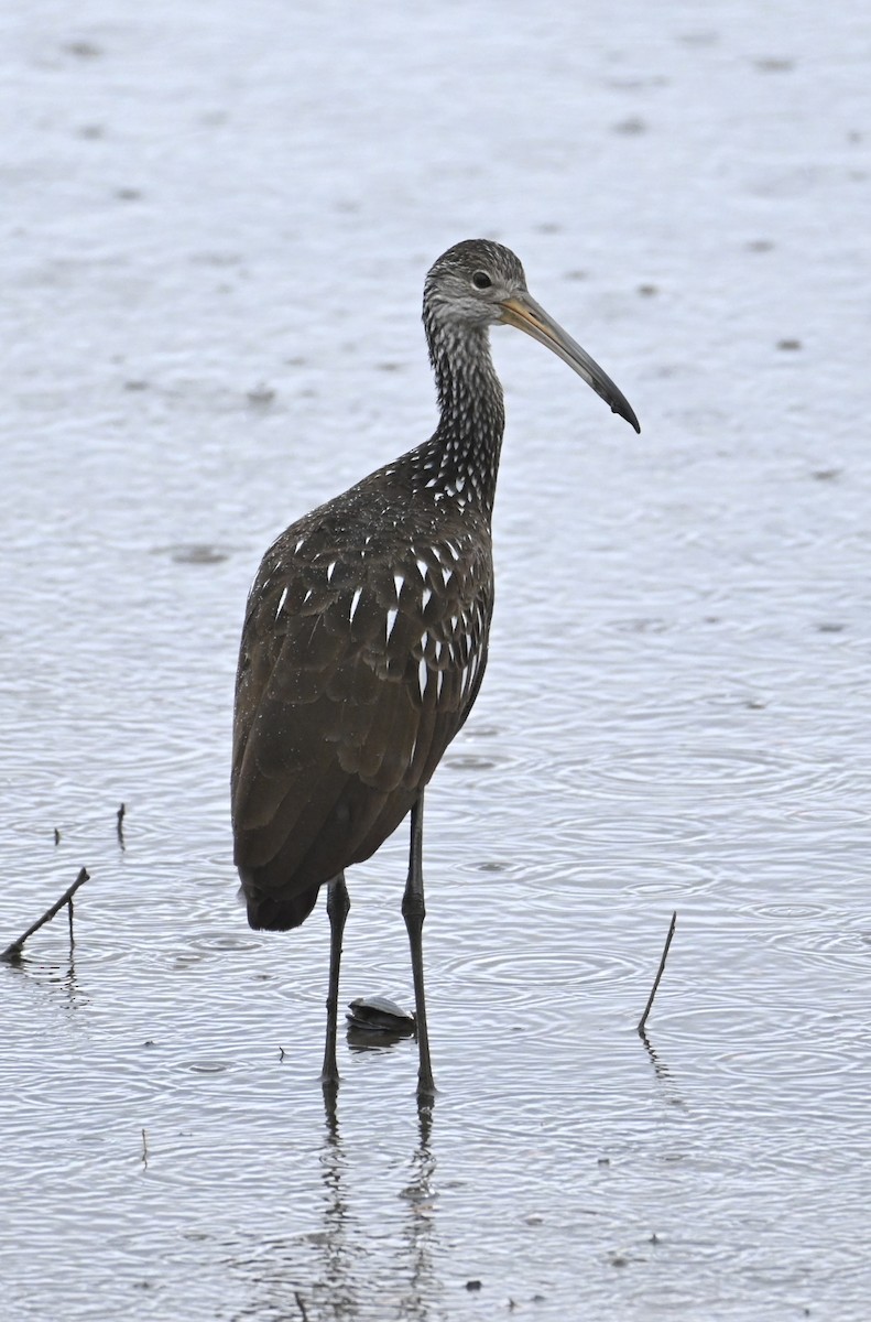 Limpkin - ML497966971