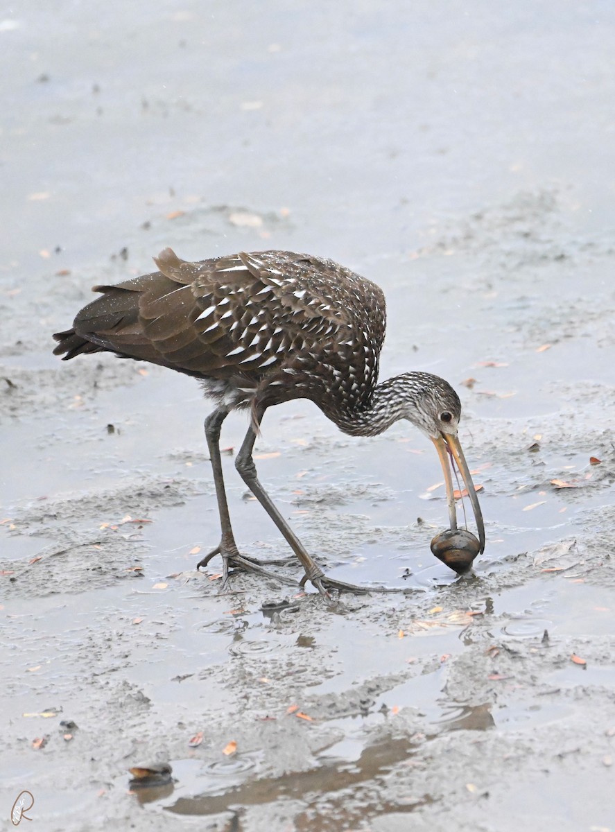 Limpkin - ML497966981