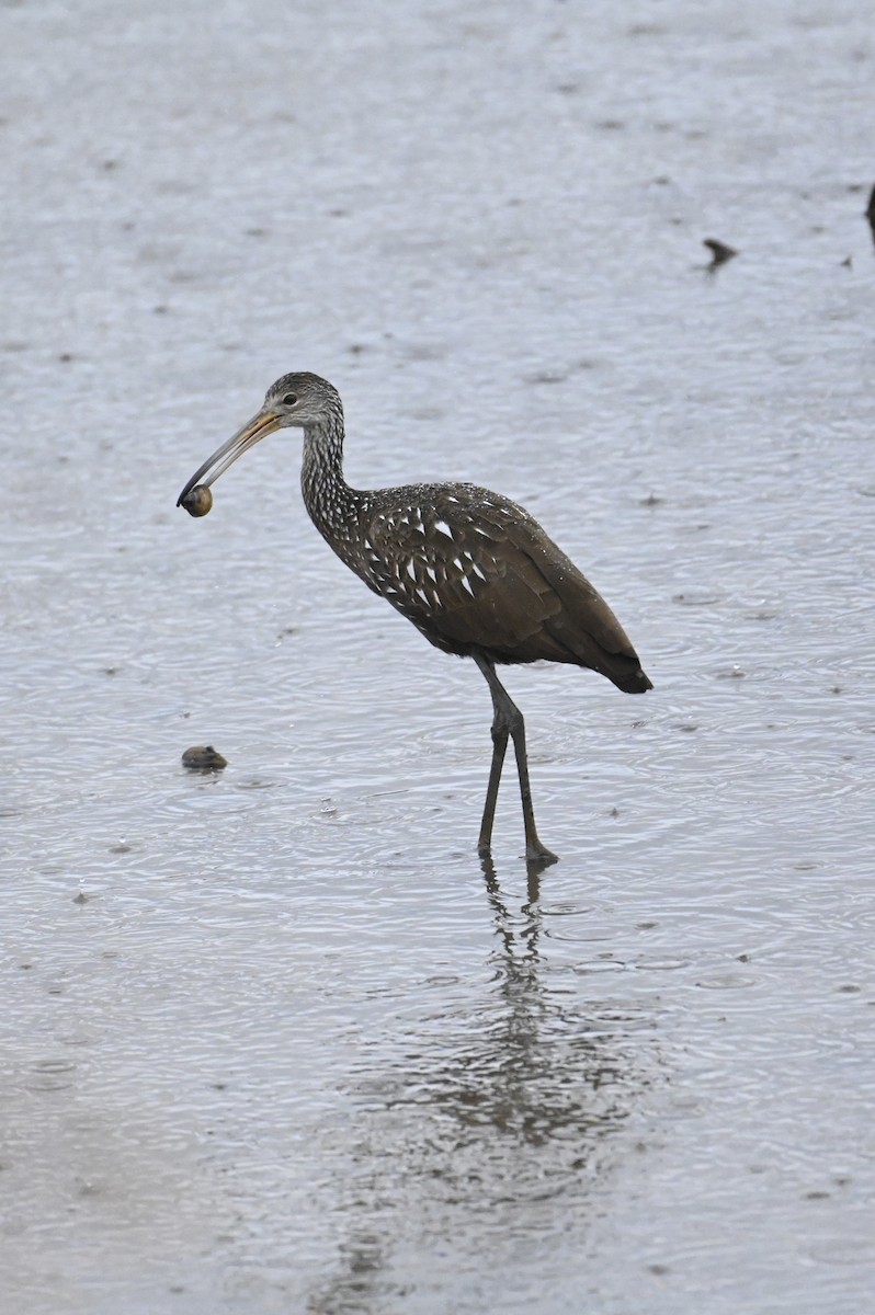 Limpkin - ML497966991