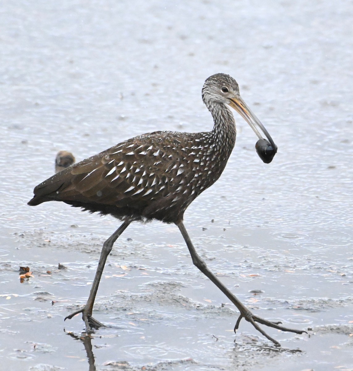 Limpkin - ML497967001