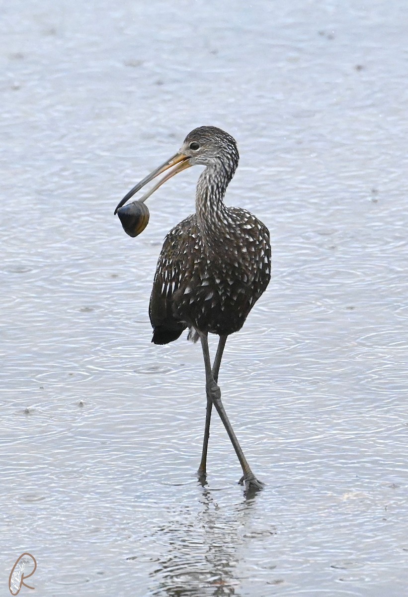Limpkin - Rodney Wright