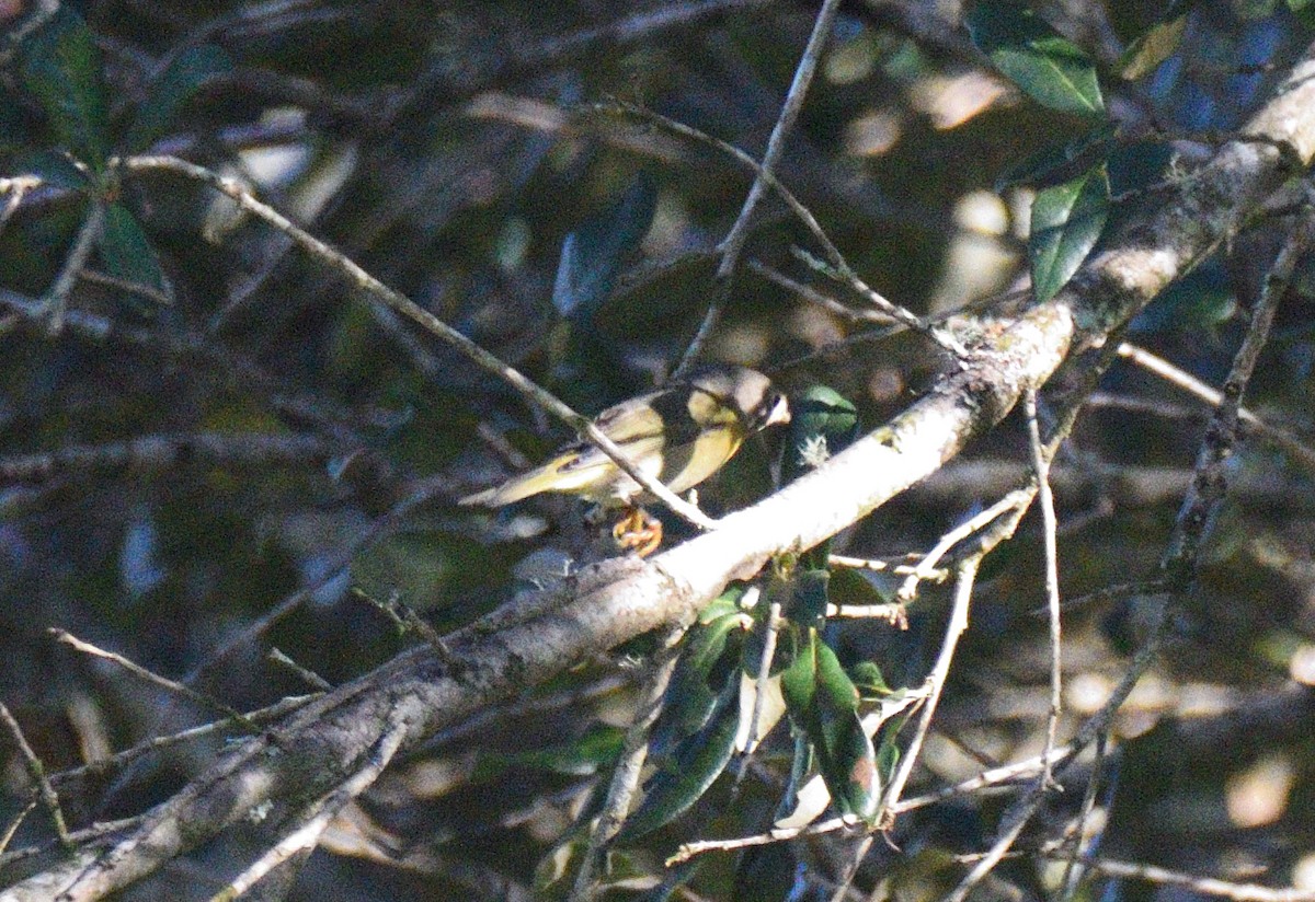 Nashville Warbler - ML497967141