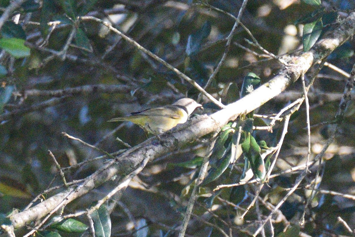 Nashville Warbler - ML497967151