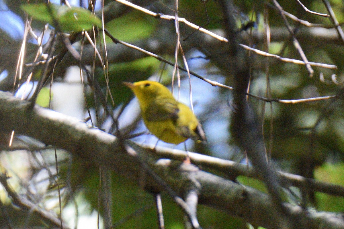 Wilson's Warbler - ML497967421