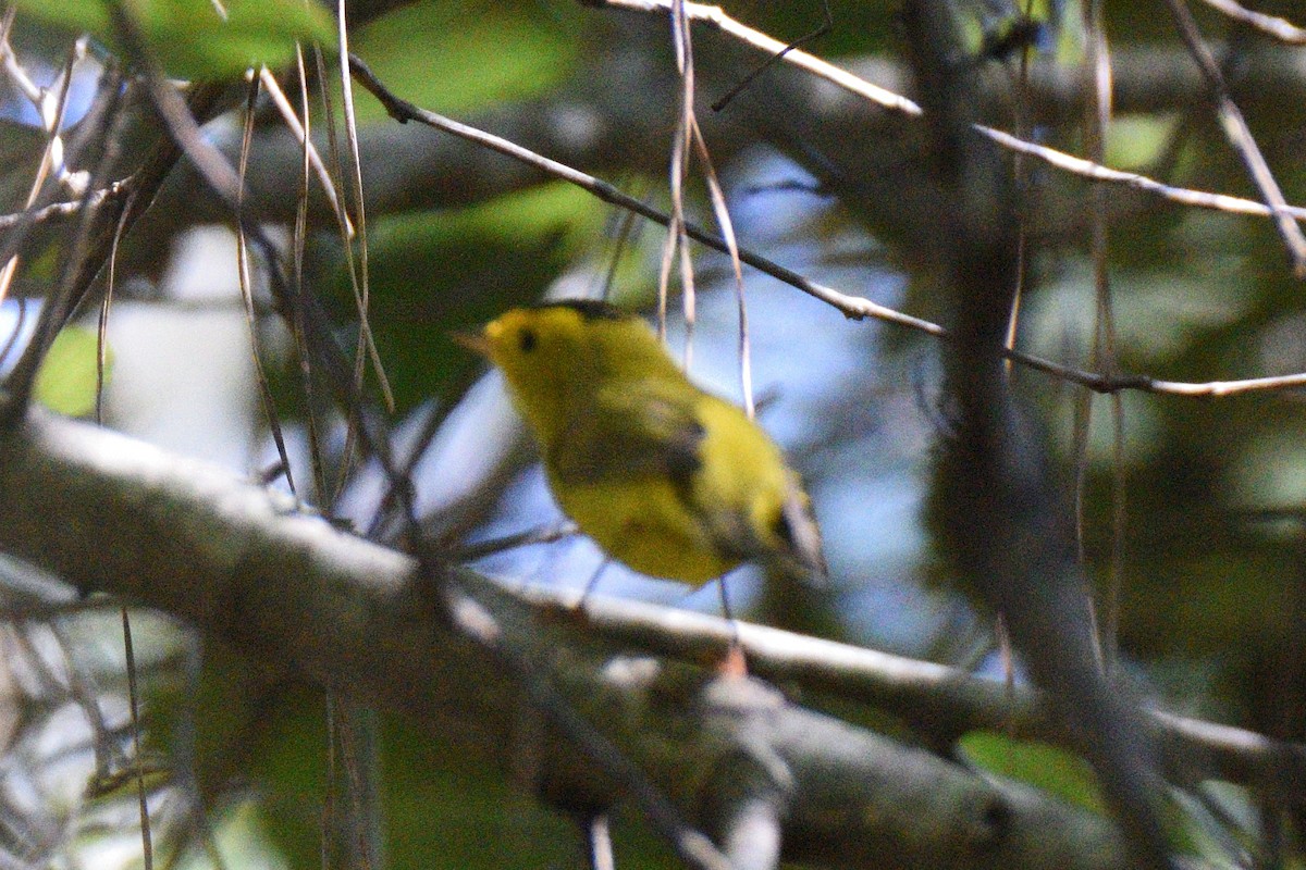 Wilson's Warbler - ML497967431