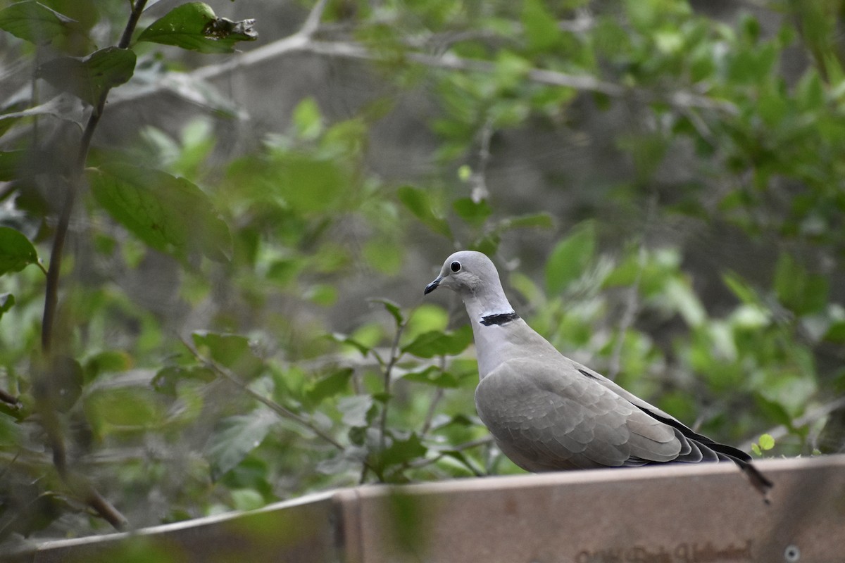 Eurasian Collared-Dove - Paul Nelson