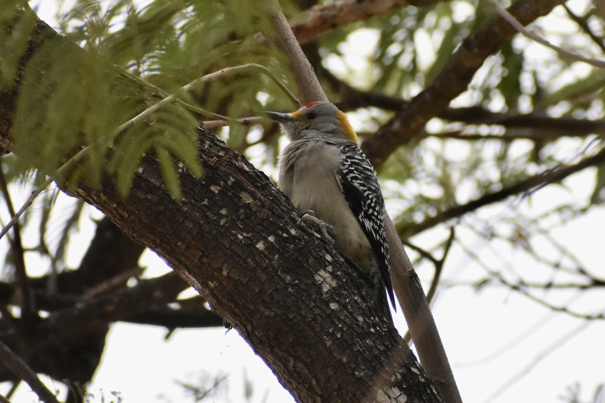 Golden-fronted Woodpecker - ML497967741