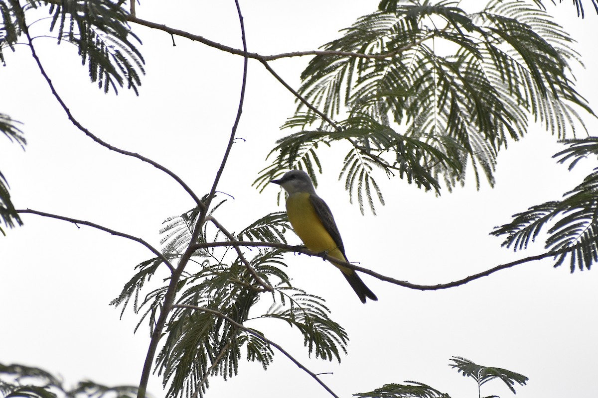Tropical Kingbird - Paul Nelson