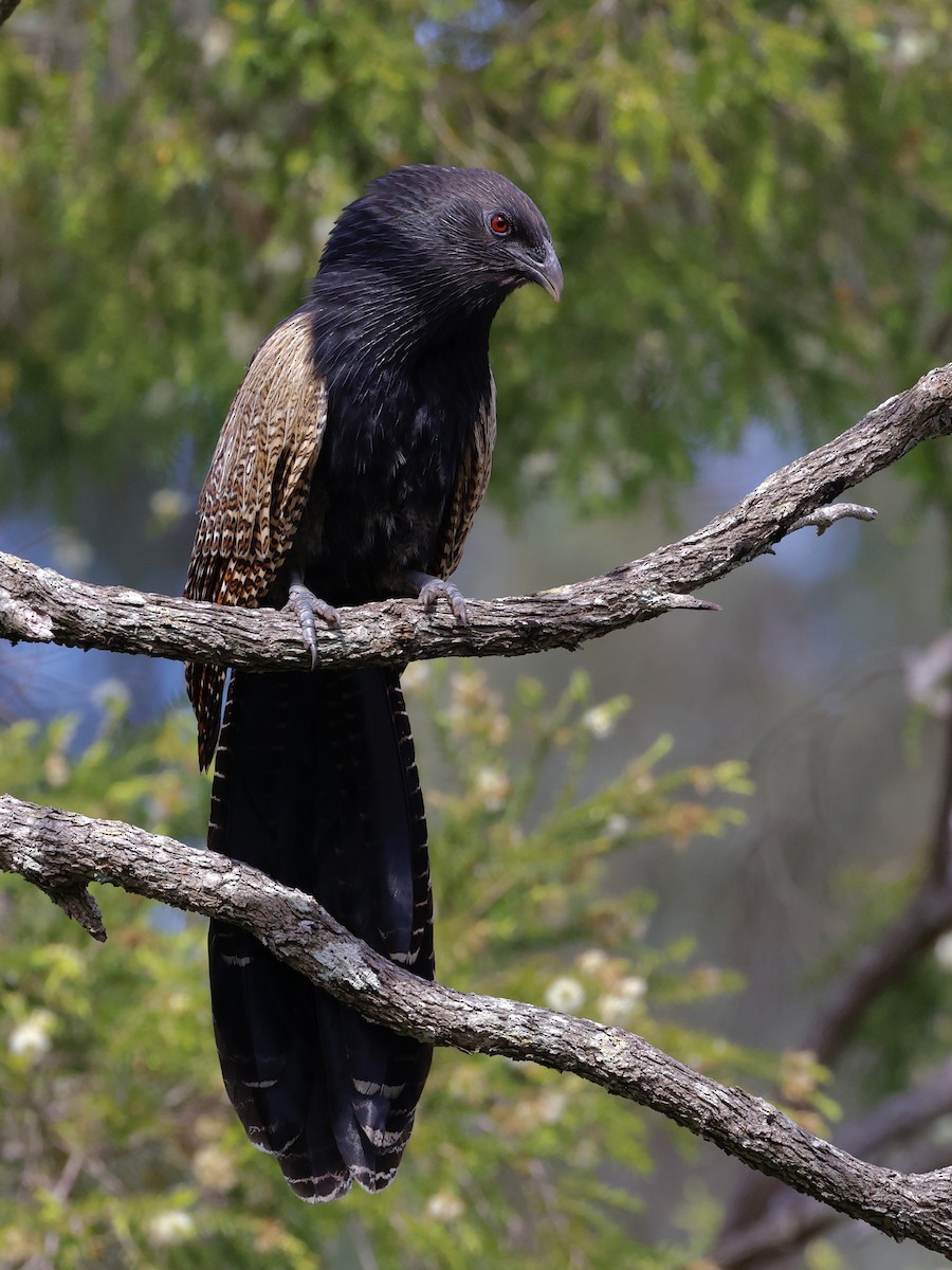 Pheasant Coucal - Elspeth M