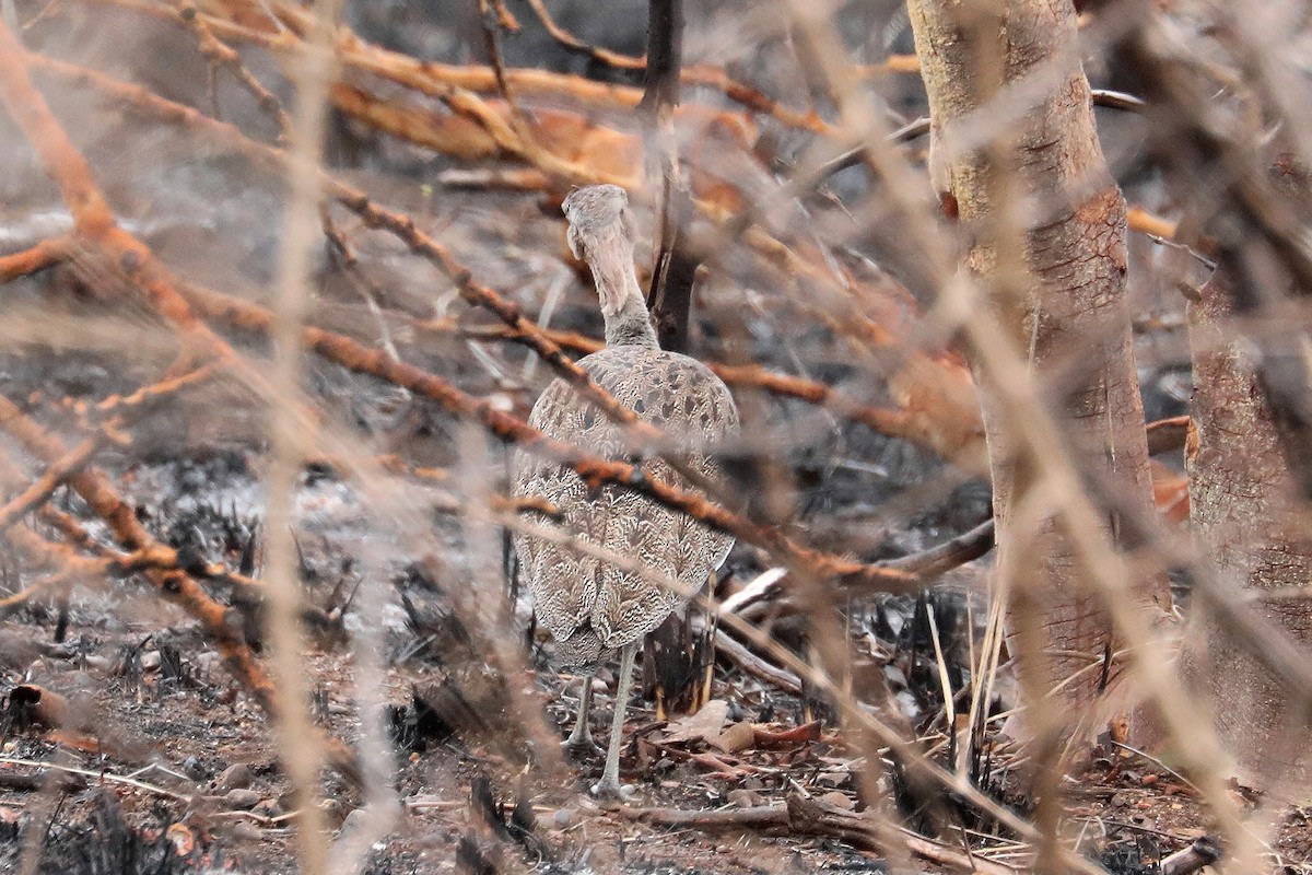 Buff-crested Bustard - ML497968891