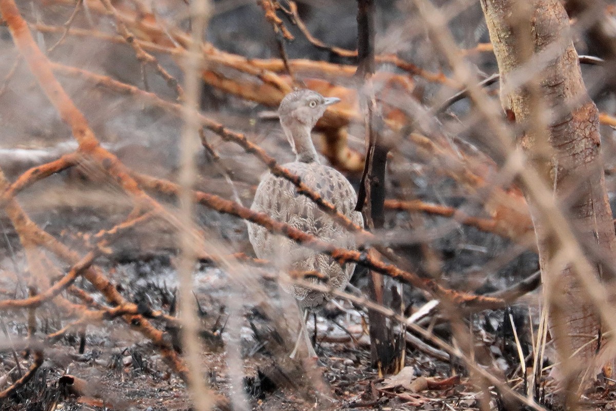 Buff-crested Bustard - ML497968901