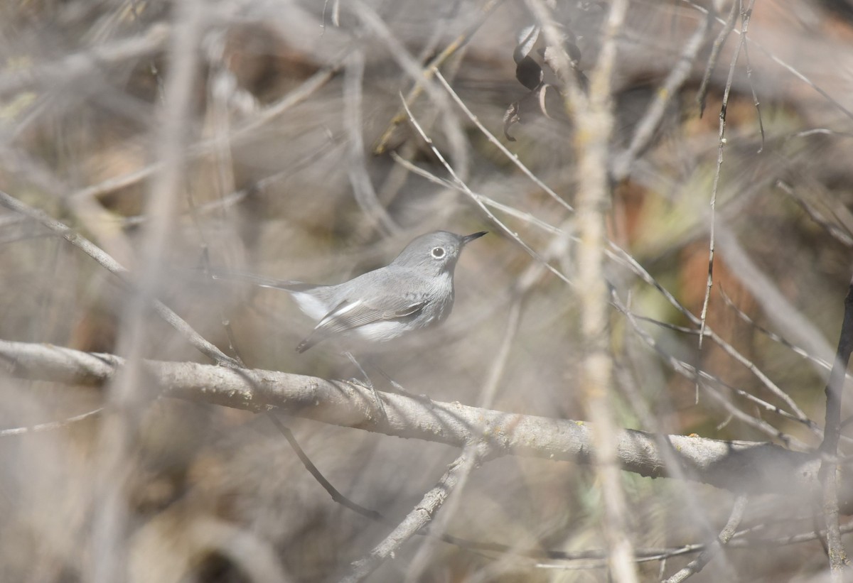 Blue-gray Gnatcatcher - ML497969221