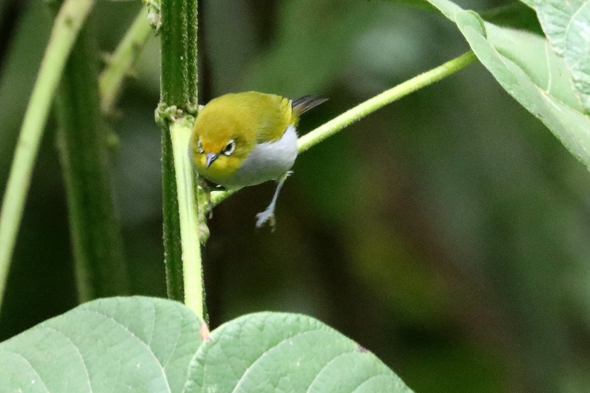 Zostérops des Pare - ML497969261