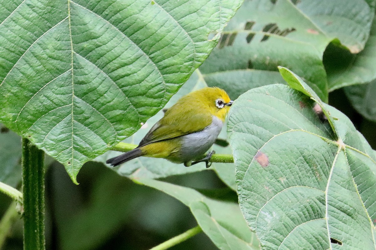 Zostérops des Pare - ML497969271