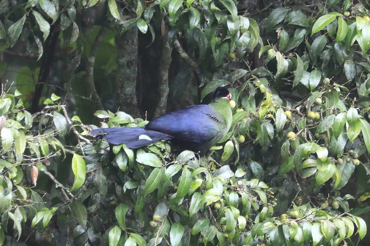 Hartlaub's Turaco - ML497971581