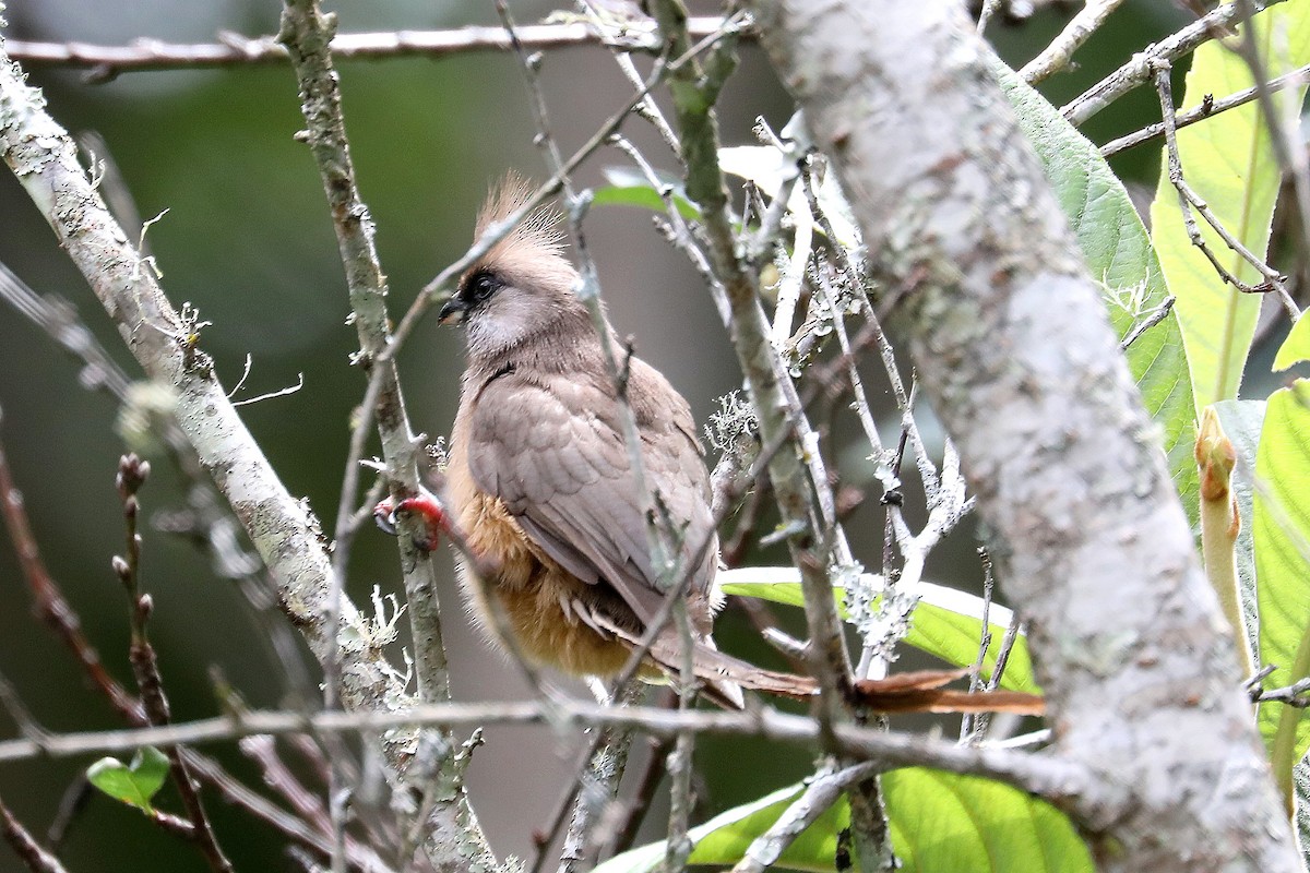 Speckled Mousebird - ML497971821