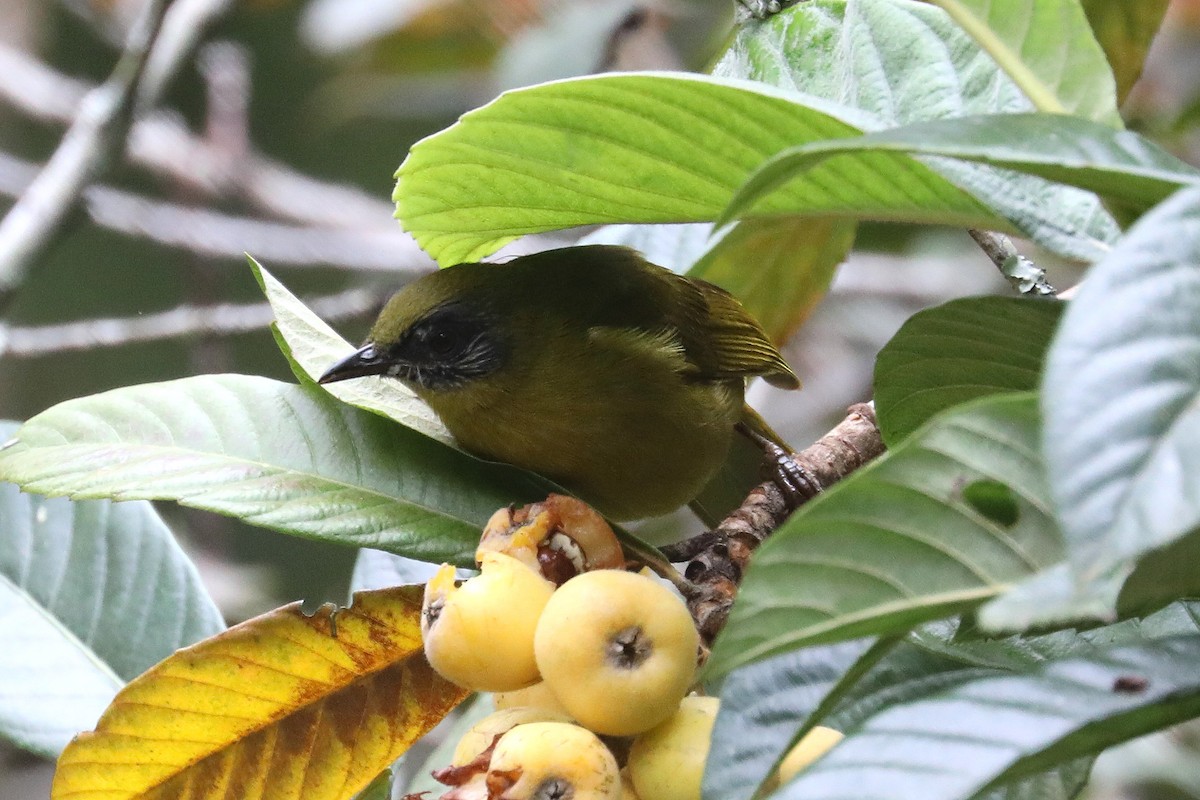 Bulbul montagnard - ML497971841