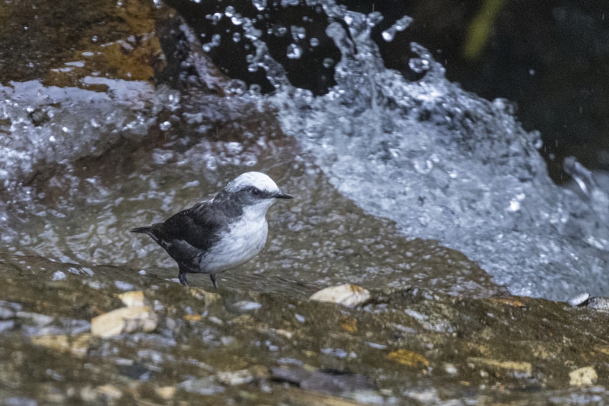 Weißkopf-Wasseramsel - ML497972061