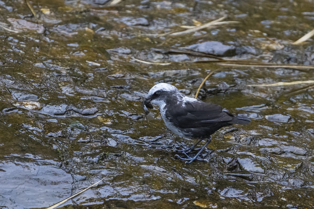 White-capped Dipper - Obie Gilkerson