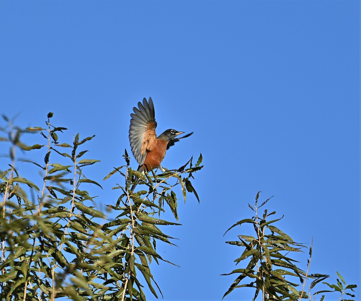 American Robin - ML497972291