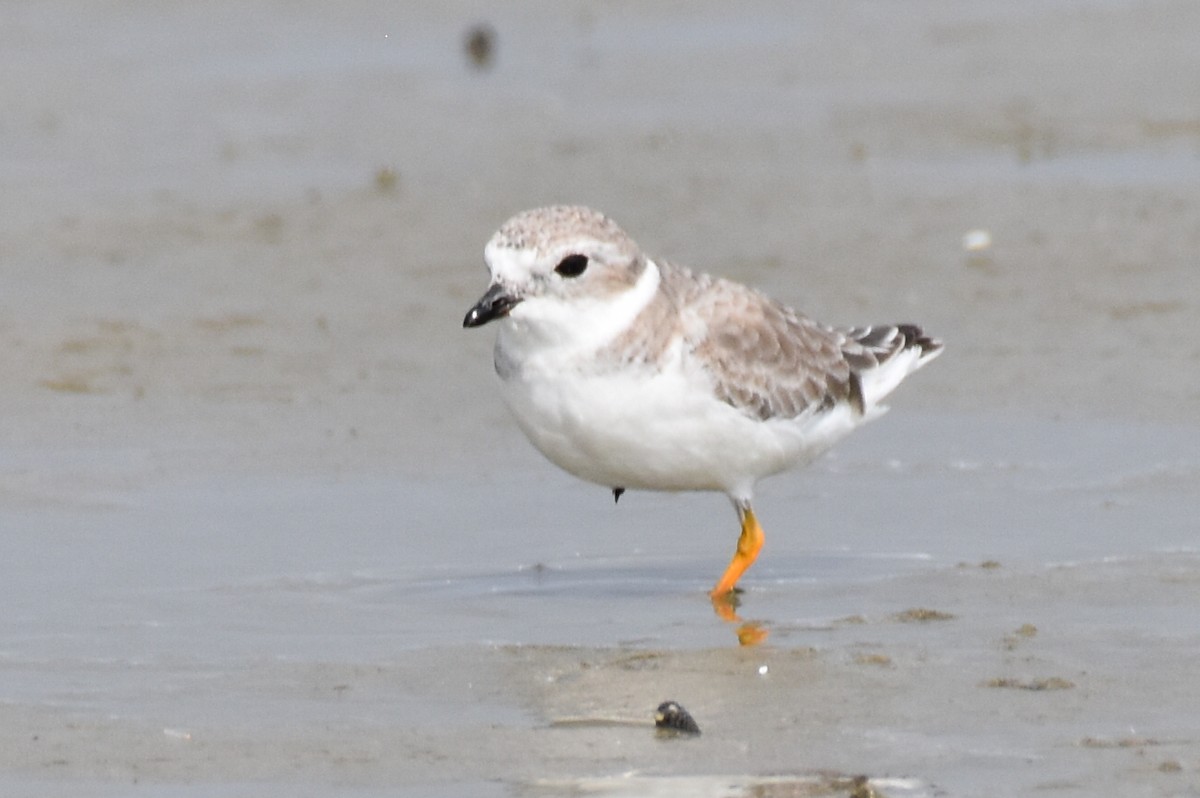 Piping Plover - ML497972451