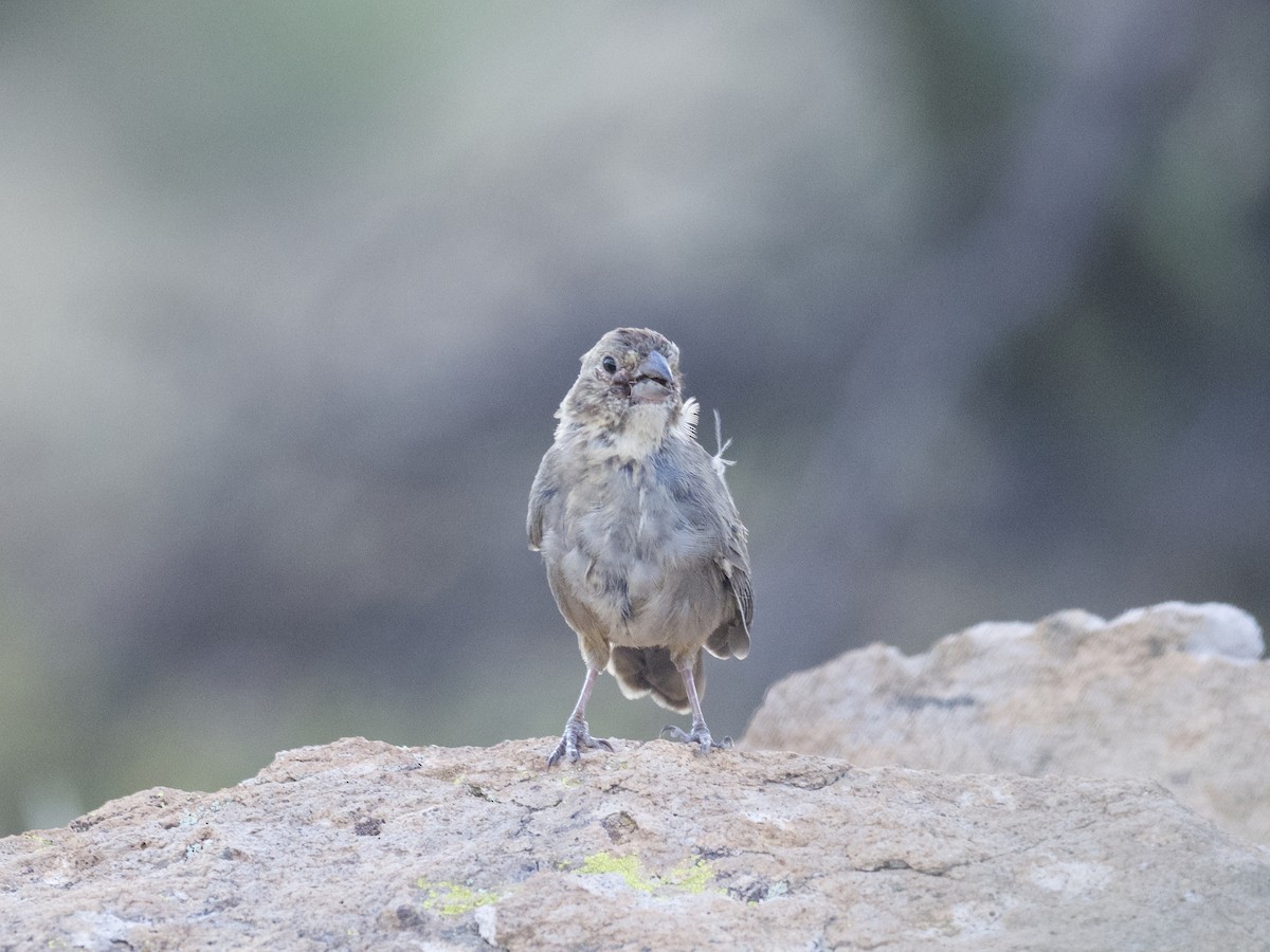 Tohi des canyons - ML497973641